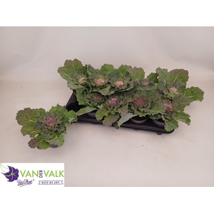 BRASSICA (SIERKOOL)