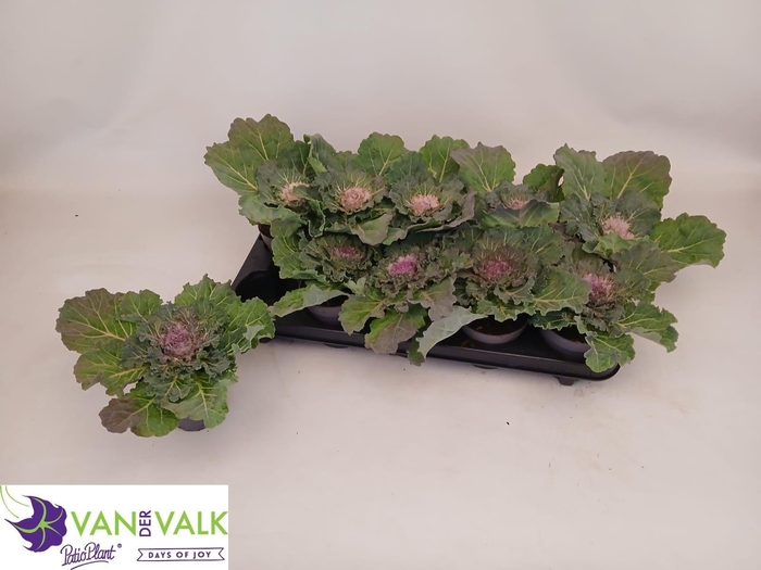BRASSICA (SIERKOOL)