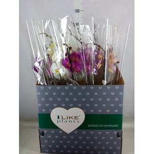 Phalaenopsis   ...mix