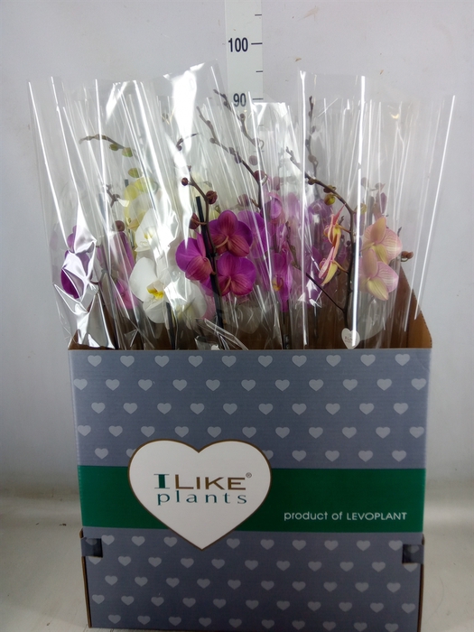 <h4>Phalaenopsis   ...mix</h4>