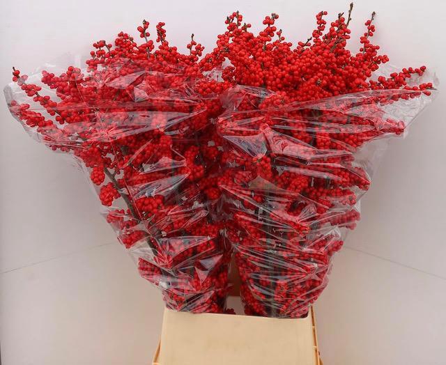 <h4>ILEX BES BRIT BUYS</h4>