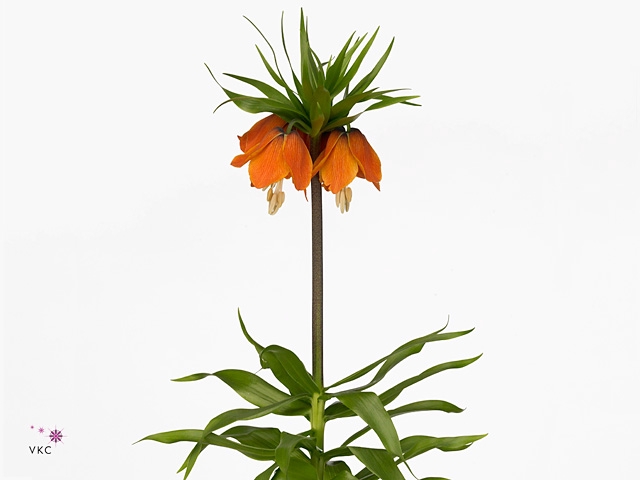 FRIT IM RUBRA MAXIMA