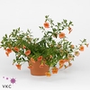 Calibrachoa Cabaret Diva Orange