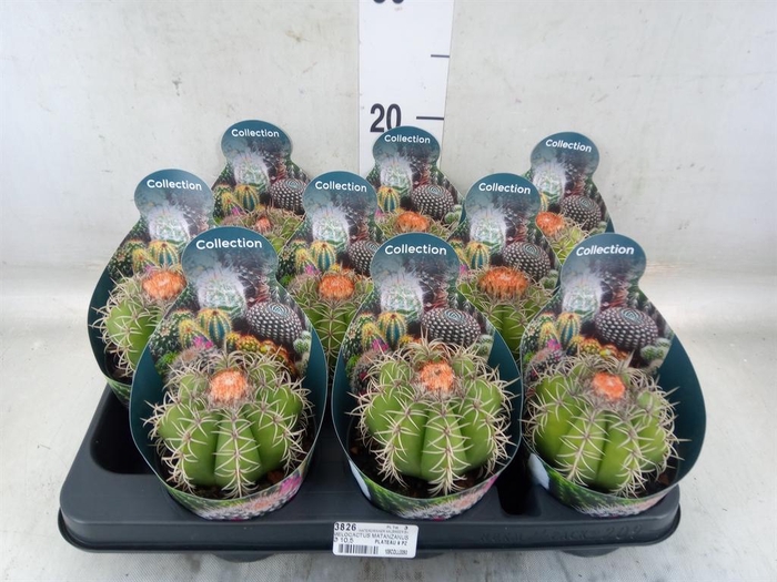 <h4>Cactus   ...</h4>