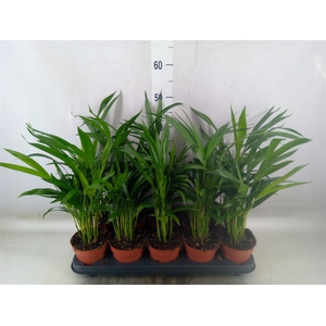 Dypsis lutescens   ...Chrysalidoca