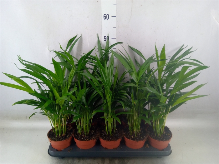 <h4>Dypsis lutescens   ...Chrysalidoca</h4>