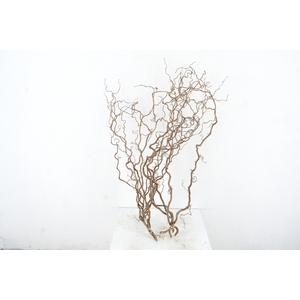 CORYL AV CONTORTA  2-JARIG 080CM