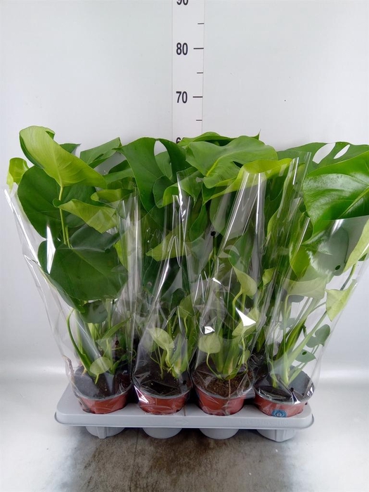 <h4>MONSTERA DELIC. .</h4>
