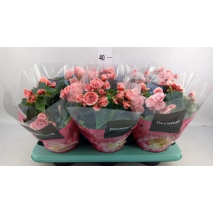 Begonia elat. DU 'Borias'