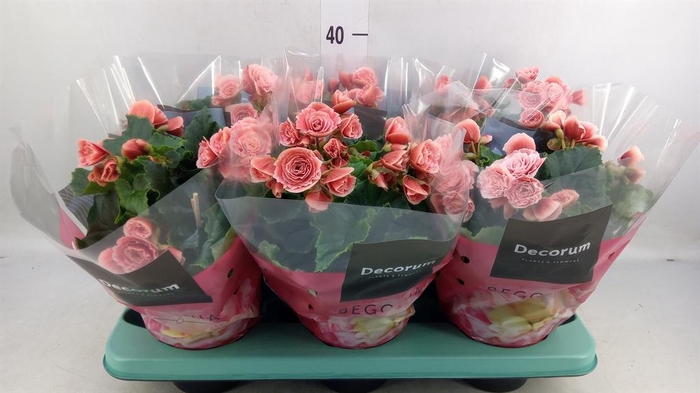 <h4>Begonia elat. DU 'Borias'</h4>