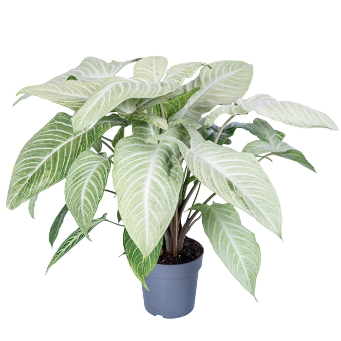 <h4>Overig planten</h4>