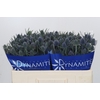 Eryngium Blue Dynamite