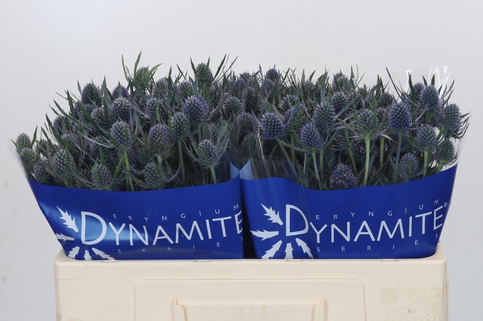 Eryngium Blue Dynamite