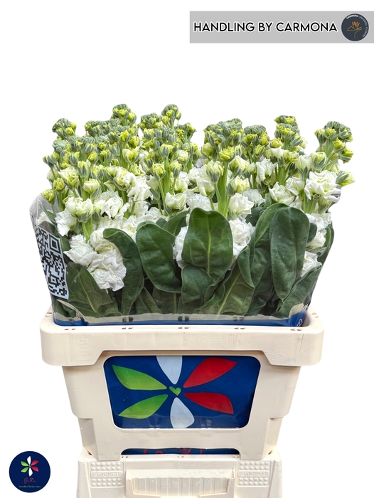 <h4>MATTH IRON WHITE</h4>