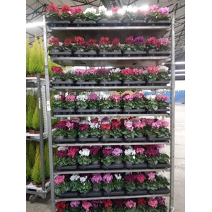 Cyclamen KL 'Carino'