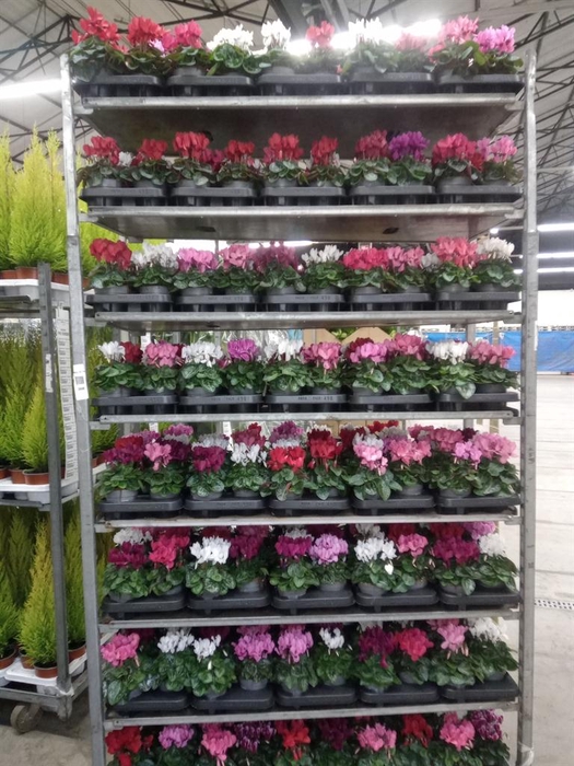 <h4>Cyclamen KL 'Carino'</h4>
