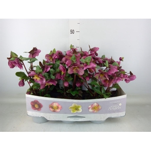 Helleborus  'Fkiss Charmer'