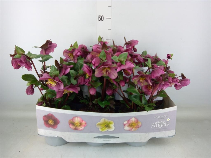 <h4>Helleborus  'Fkiss Charmer'</h4>