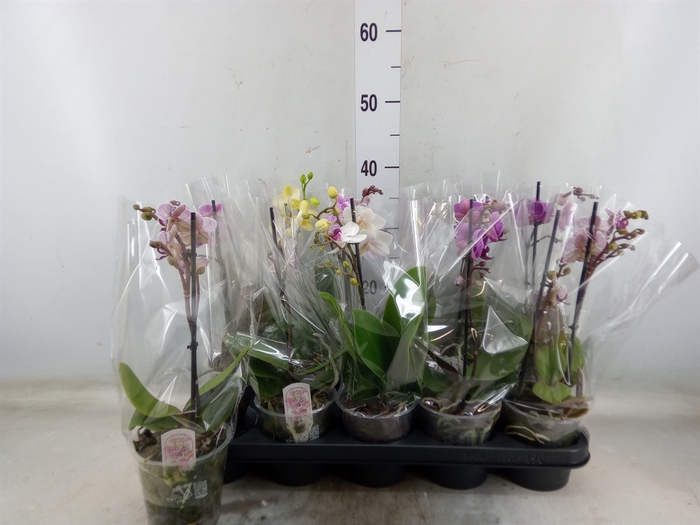 <h4>Phalaenopsis multi.   ...mix  3</h4>