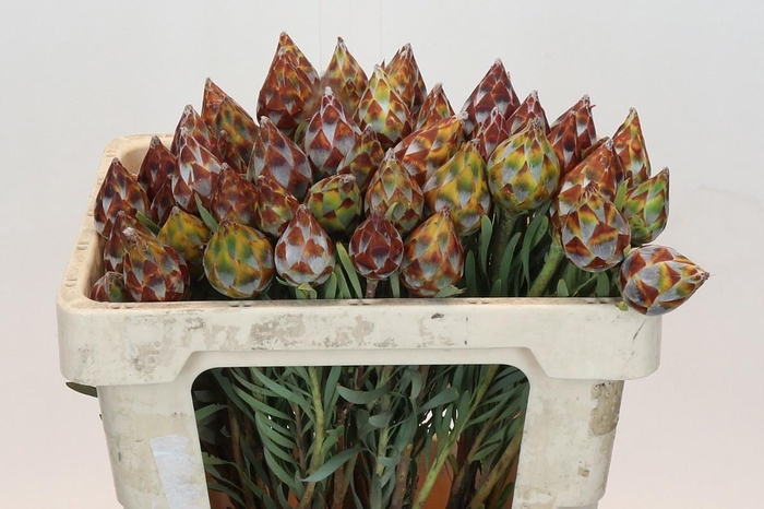 <h4>LEUCAD RUBRUM</h4>