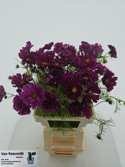 <h4>COSMOS BIPINNATUS</h4>