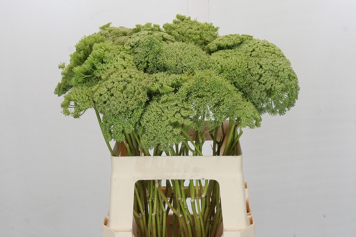 <h4>Ammi Visnaga Green Mist</h4>