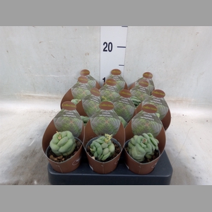 Crassula   ...