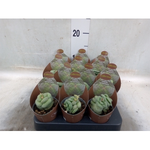 Crassula   ...