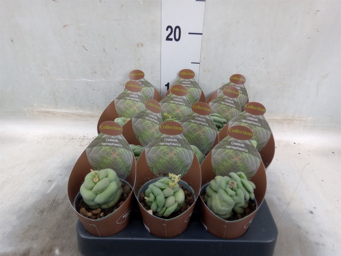 <h4>Crassula   ...</h4>