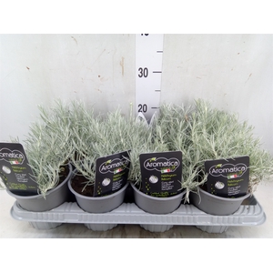 Helichrysum italicum