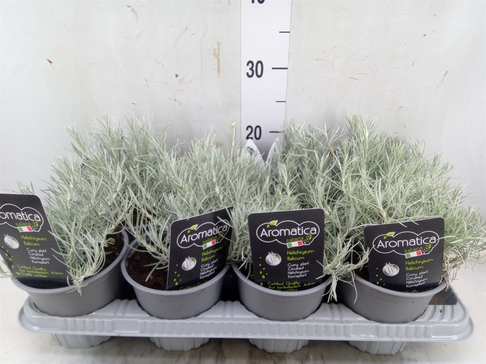 <h4>Helichrysum italicum</h4>