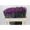 Aster Baby Pink
