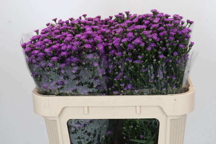 <h4>Aster Baby Pink</h4>
