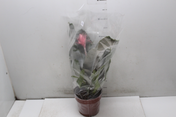 <h4>AECHMEA FASCIATA P17</h4>