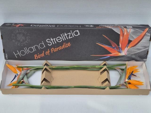 <h4>STREL REGINAE BLOEM</h4>