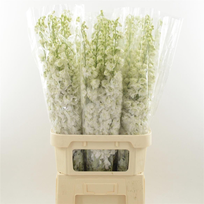 <h4>Delphinium Snow White</h4>