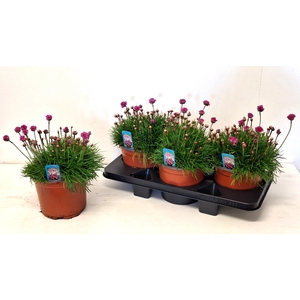 ARME MAR ARMADA ROSE