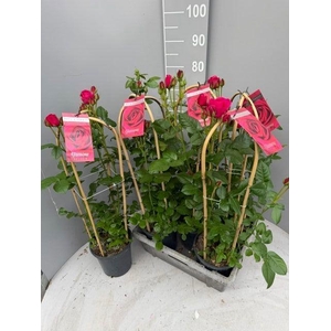 ROSA FL GLAM SELECT