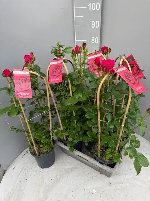 <h4>ROSA FL GLAM SELECT</h4>