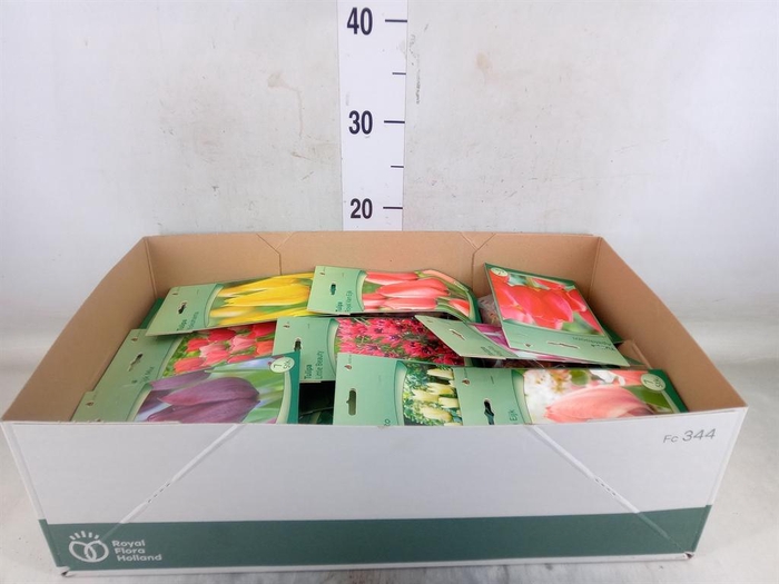 <h4>Flowerbulbs, corns or tubers ...</h4>