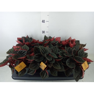 Peperomia caperata   ...