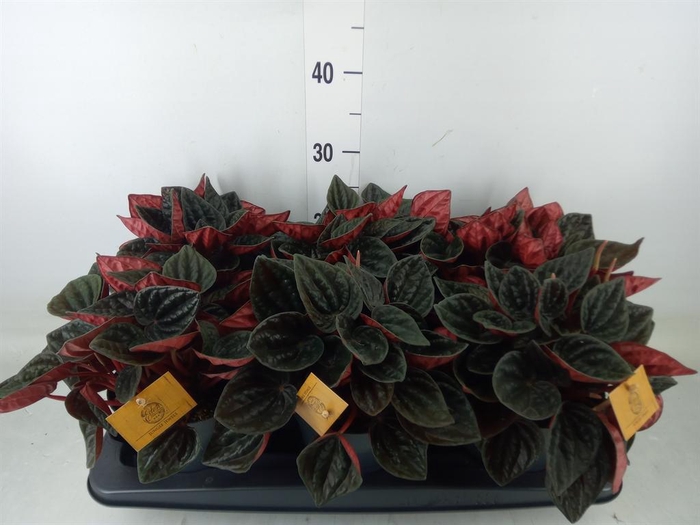 <h4>Peperomia caperata   ...</h4>