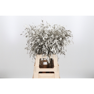 Chasmantium Kl Bh Platina