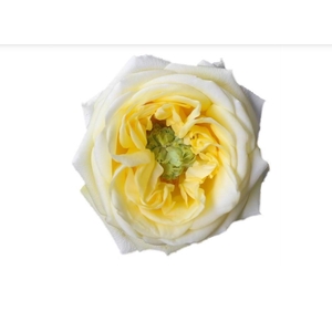 R GR SUNNY DAYS Welyflor