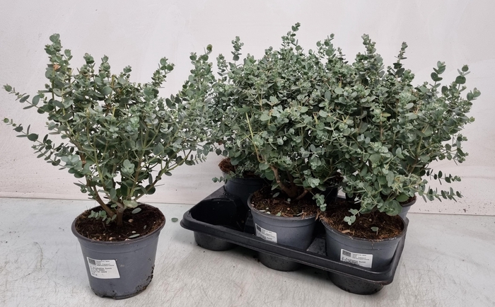 <h4>EUCAL GUNNII</h4>