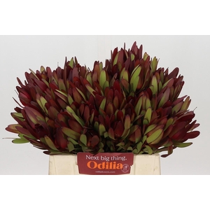 Leucadendron Safari Sunset