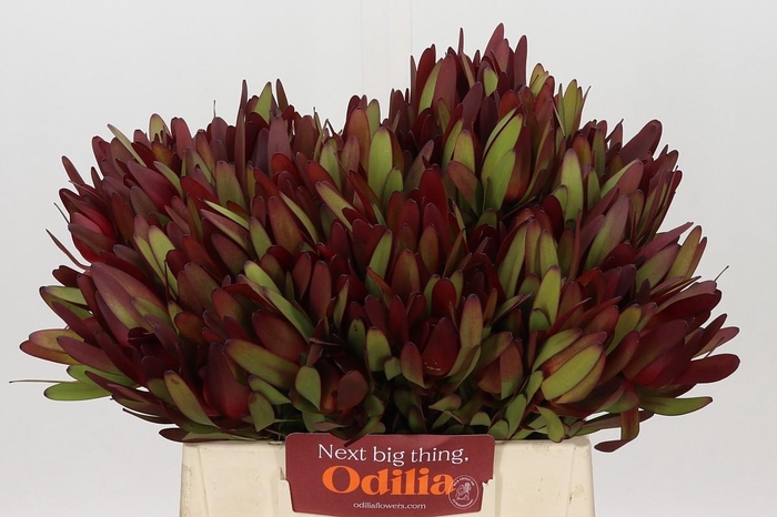 <h4>Leucadendron Safari Sunset</h4>