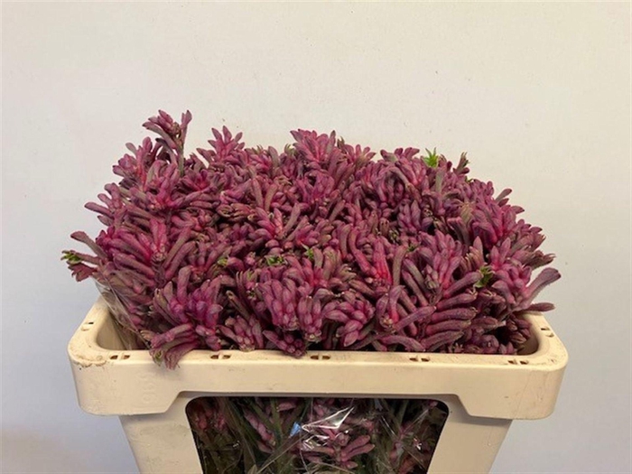 <h4>ANIGOZANTHOS FLAV. 'MINI PEARL'</h4>