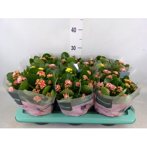 Kalanchoe blos.   ..rosebud mix/pot