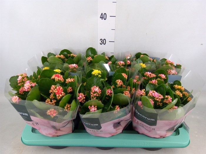 <h4>Kalanchoe blos.   ..rosebud mix/pot</h4>